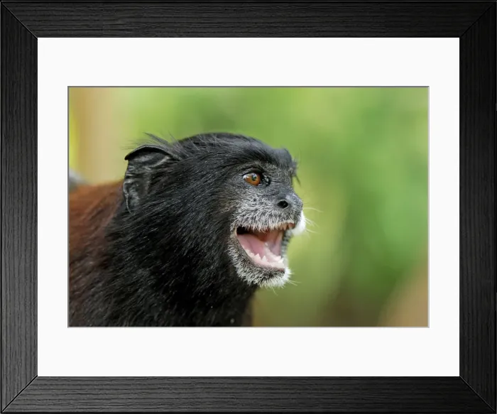 Framed Print : Saddleback Tamarin - Pacaya-Samiria Nationalpark - Iquitos - Peru Framed Print : Saddleback Tamarin - Pacaya-Samiria Nationalpark - Iquitos - Peru