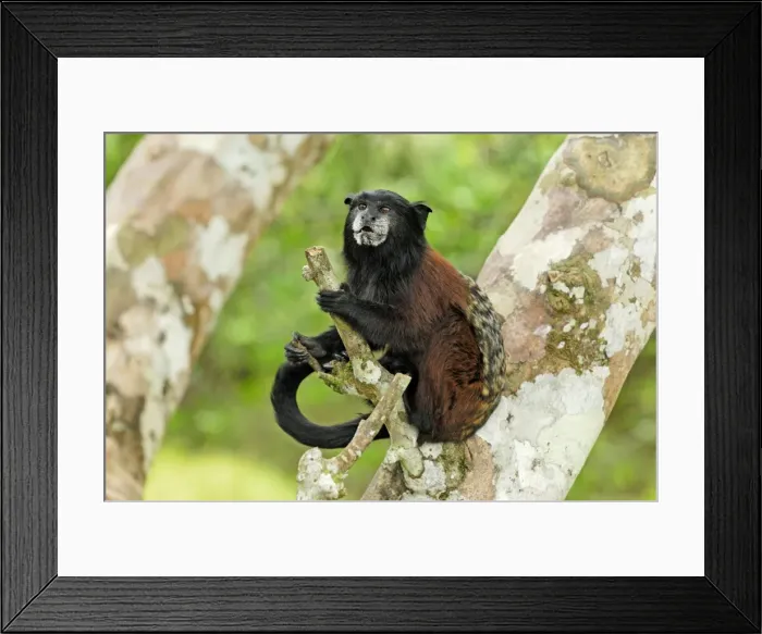 Framed Print : Saddleback Tamarin - Pacaya-Samiria Nationalpark - Iquitos - Peru Framed Print : Saddleback Tamarin - Pacaya-Samiria Nationalpark - Iquitos - Peru