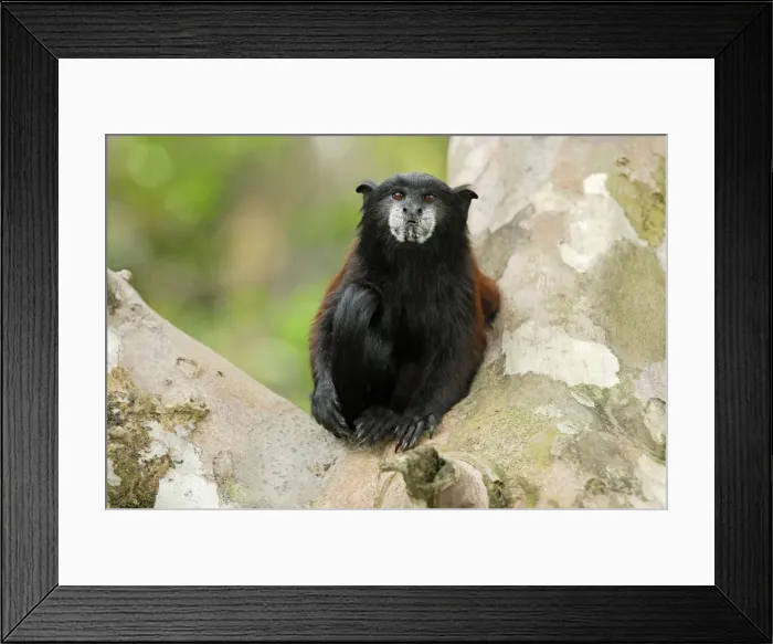 Framed Print : Saddleback Tamarin - Pacaya-Samiria Nationalpark - Iquitos - Peru Framed Print : Saddleback Tamarin - Pacaya-Samiria Nationalpark - Iquitos - Peru
