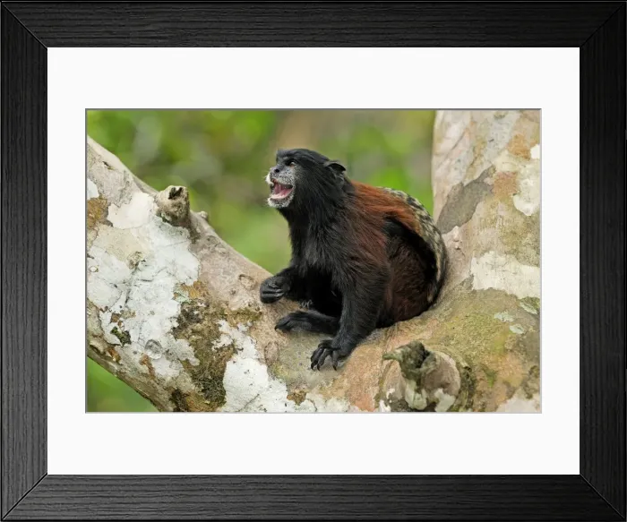 Framed Print : Saddleback Tamarin - Pacaya-Samiria Nationalpark - Iquitos - Peru Framed Print : Saddleback Tamarin - Pacaya-Samiria Nationalpark - Iquitos - Peru