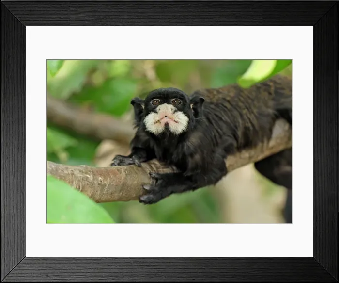 Framed Print : Moustached Tamarin  /  Spix's Moustached Tamarin - Pacaya-Samiria Nationalpark - Iquitos - Peru