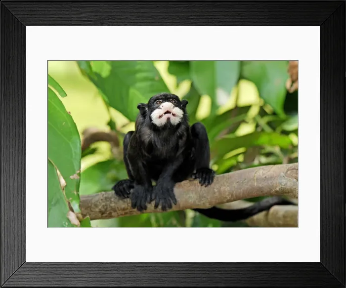 Framed Print : Moustached Tamarin / Spix's Moustached Tamarin - Pacaya-Samiria Nationalpark - Iquitos - Peru Framed Print : Moustached Tamarin / Spix's Moustached Tamarin - Pacaya-Samiria Nationalpark - Iquitos - Peru