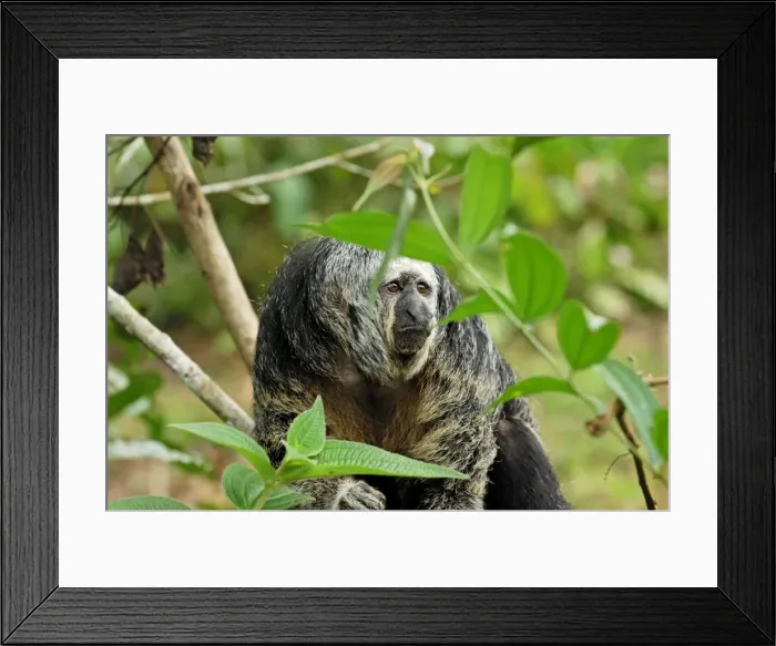 Framed Print : Monk Saki - Pacaya-Samiria Nationalpark - Iquitos - Peru Framed Print : Monk Saki - Pacaya-Samiria Nationalpark - Iquitos - Peru
