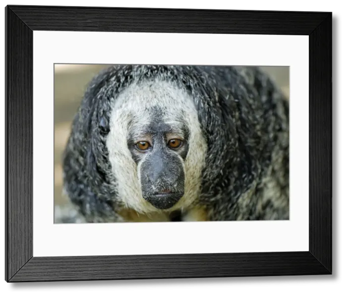 Framed Print : Monk Saki - Pacaya-Samiria Nationalpark - Iquitos - Peru Framed Print : Monk Saki - Pacaya-Samiria Nationalpark - Iquitos - Peru