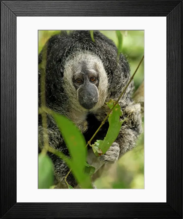 Framed Print : Monk Saki - Pacaya-Samiria Nationalpark - Iquitos - Peru Framed Print : Monk Saki - Pacaya-Samiria Nationalpark - Iquitos - Peru