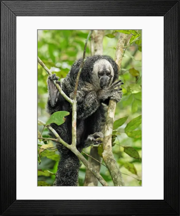 Framed Print : Monk Saki - Pacaya-Samiria Nationalpark - Iquitos - Peru Framed Print : Monk Saki - Pacaya-Samiria Nationalpark - Iquitos - Peru
