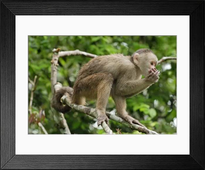 Framed Print : White-fronted Capuchin - Pacaya-Samiria Nationalpark - Iquitos - Peru Framed Print : White-fronted Capuchin - Pacaya-Samiria Nationalpark - Iquitos - Peru