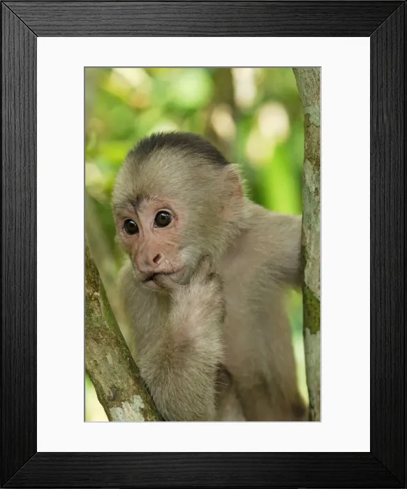 Framed Print : White-fronted Capuchin - Pacaya-Samiria Nationalpark - Iquitos - Peru Framed Print : White-fronted Capuchin - Pacaya-Samiria Nationalpark - Iquitos - Peru