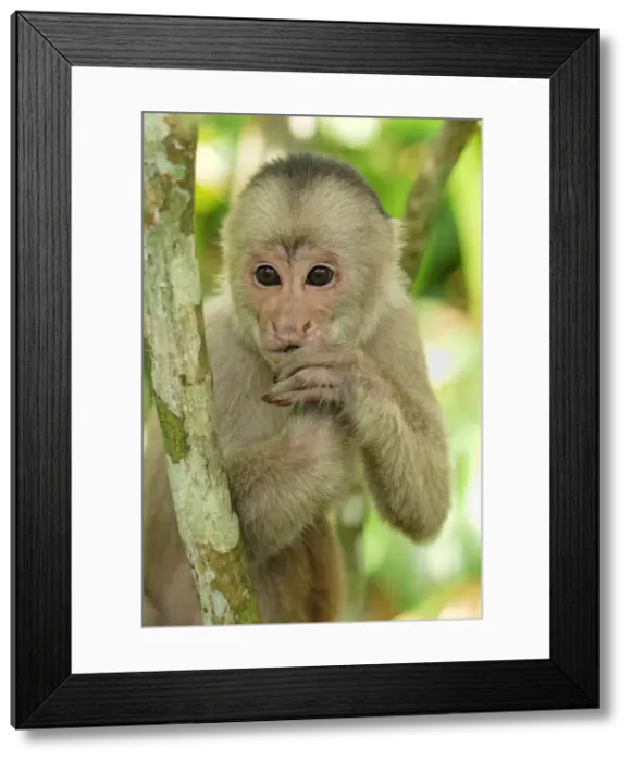 Framed Print : White-fronted Capuchin - Pacaya-Samiria Nationalpark - Iquitos - Peru Framed Print : White-fronted Capuchin - Pacaya-Samiria Nationalpark - Iquitos - Peru