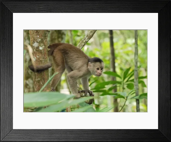 Framed Print : White-fronted Capuchin - Pacaya-Samiria Nationalpark - Iquitos - Peru Framed Print : White-fronted Capuchin - Pacaya-Samiria Nationalpark - Iquitos - Peru