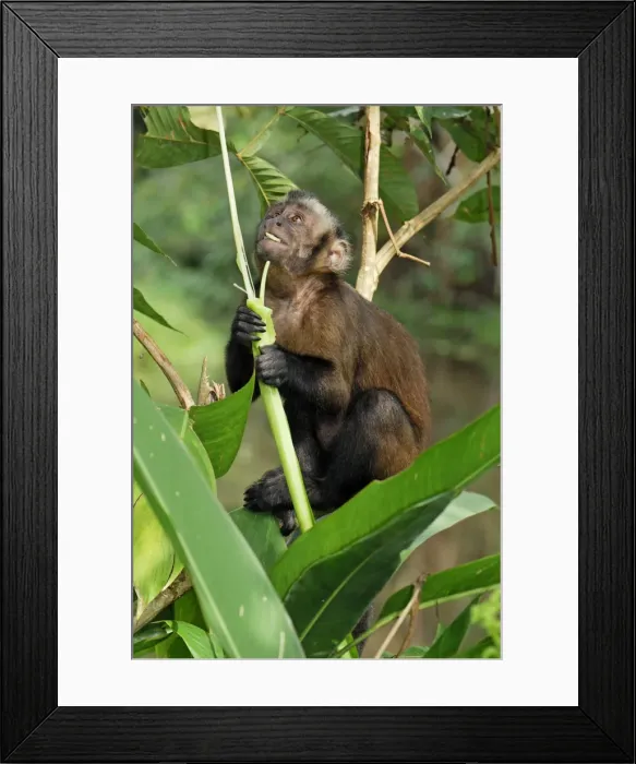 Framed Print : Tufted Capuchin  /  Brown Capuchin - Pacaya-Samiria Nationalpark - Iquitos - Peru