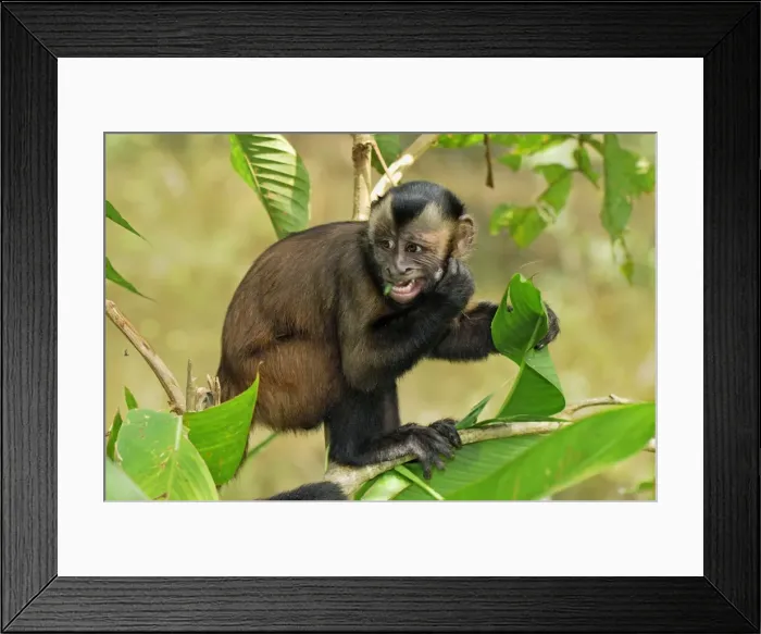 Framed Print : Tufted Capuchin / Brown Capuchin - Pacaya-Samiria Nationalpark - Iquitos - Peru Framed Print : Tufted Capuchin / Brown Capuchin - Pacaya-Samiria Nationalpark - Iquitos - Peru