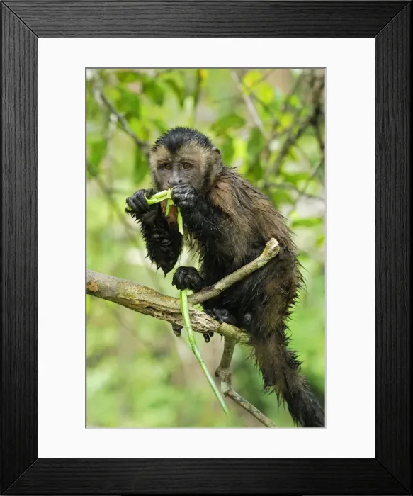 Framed Print : Tufted Capuchin / Brown Capuchin - feeding - Pacaya-Samiria Nationalpark - Iquitos - Peru Framed Print : Tufted Capuchin / Brown Capuchin - feeding - Pacaya-Samiria Nationalpark - Iquitos - Peru