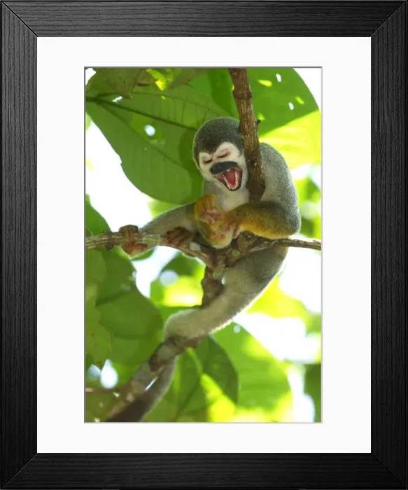 Framed Print : Common Squirrel Monkey - Iquitos - Peru Framed Print : Common Squirrel Monkey - Iquitos - Peru