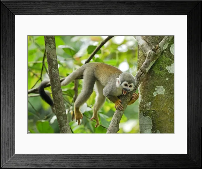 Framed Print : Common Squirrel Monkey - Iquitos - Peru Framed Print : Common Squirrel Monkey - Iquitos - Peru