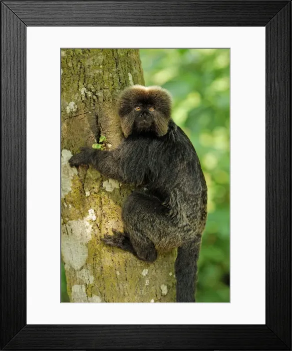 Framed Print : Goeldi's Marmoset / Goeldi's Monkey - Amacayacu Nationalpark - Colombia Framed Print : Goeldi's Marmoset / Goeldi's Monkey - Amacayacu Nationalpark - Colombia