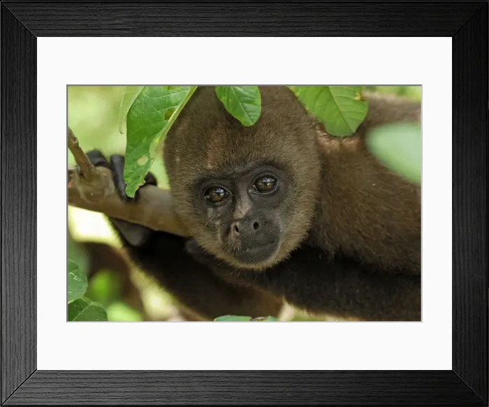 Framed Print : Common Woolly Monkey - Amacayacu Nationalpark - Colombia Framed Print : Common Woolly Monkey - Amacayacu Nationalpark - Colombia