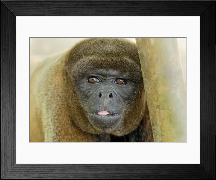 Framed Print : Common Woolly Monkey - Amacayacu Nationalpark - Colombia Framed Print : Common Woolly Monkey - Amacayacu Nationalpark - Colombia