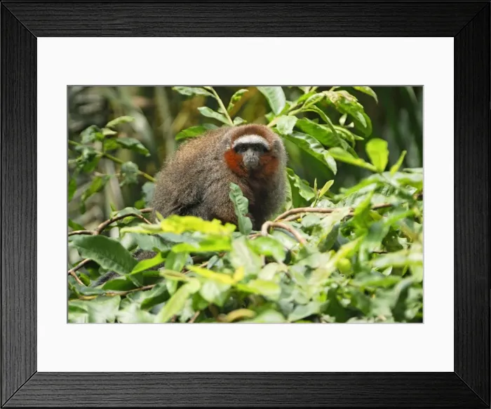 Framed Print : Coppery Titi / Red Titi Monkey - Amacayacu Nationalpark - Colombia Framed Print : Coppery Titi / Red Titi Monkey - Amacayacu Nationalpark - Colombia