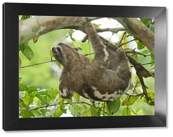 Brown-throated Three-toed Sloth - Amacayacu Nationalpark - Colombia