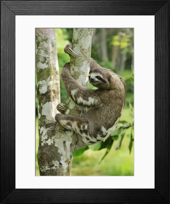 Framed Print : Brown-throated Three-toed Sloth - Amacayacu Nationalpark - Colombia Framed Print : Brown-throated Three-toed Sloth - Amacayacu Nationalpark - Colombia