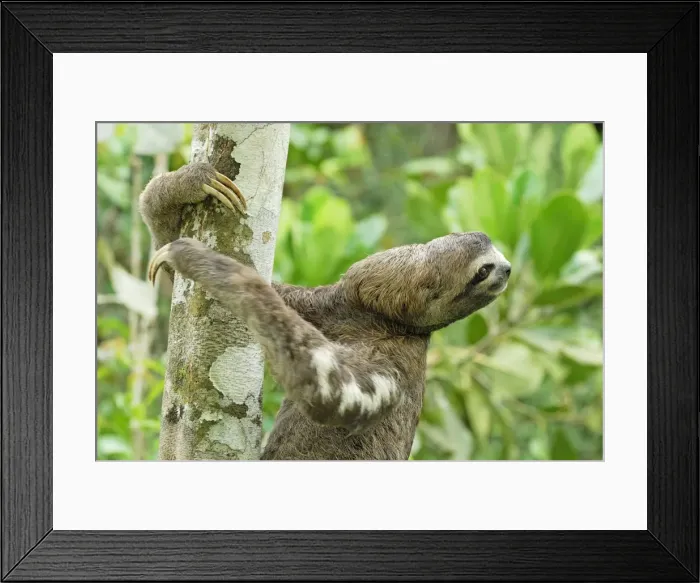 Framed Print : Brown-throated Three-toed Sloth - Amacayacu Nationalpark - Colombia Framed Print : Brown-throated Three-toed Sloth - Amacayacu Nationalpark - Colombia