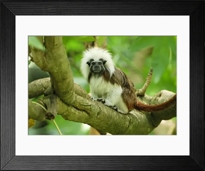 Framed Print : Cottontop Tamarin / Pinche Tamarin - Northern Colombia Framed Print : Cottontop Tamarin / Pinche Tamarin - Northern Colombia