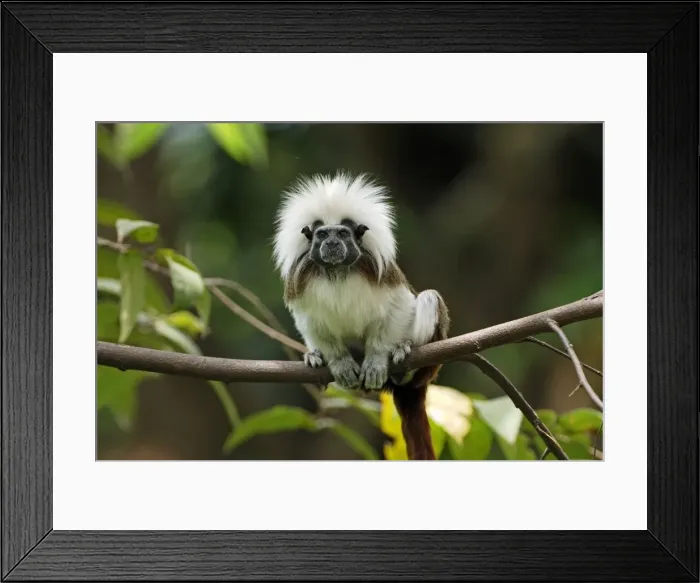 Framed Print : Cottontop Tamarin / Pinche Tamarin - Northern Colombia Framed Print : Cottontop Tamarin / Pinche Tamarin - Northern Colombia