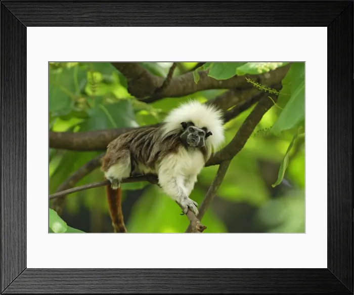 Framed Print : Cottontop Tamarin / Pinche Tamarin - Northern Colombia Framed Print : Cottontop Tamarin / Pinche Tamarin - Northern Colombia