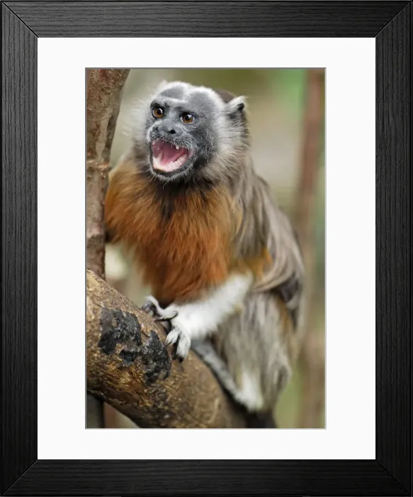 Framed Print : White-footed Tamarin / Silvery-brown Bare-faced Tamarin - Northern Colombia Framed Print : White-footed Tamarin / Silvery-brown Bare-faced Tamarin - Northern Colombia