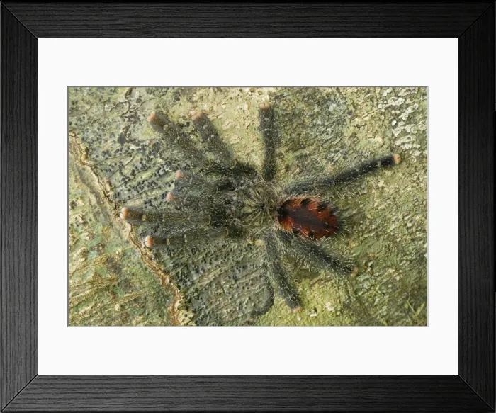 Framed Print : Tarantula, Bird Spider - Allpahuayo Mishana National Reserve - Iquitos - Peru Framed Print : Tarantula, Bird Spider - Allpahuayo Mishana National Reserve - Iquitos - Peru