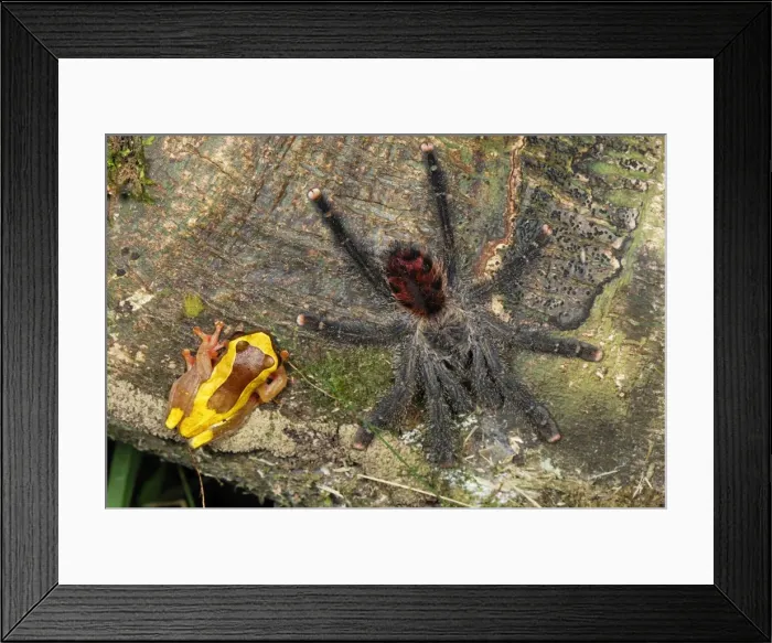 Framed Print : Tarantula / Bird Spider - with Treefrog (Dendropsophus sp. ) - Allpahuayo Mishana National Reserve - Iquitos - Peru Framed Print : Tarantula / Bird Spider - with Treefrog (Dendropsophus sp. ) - Allpahuayo Mishana National Reserve - Iquitos - Peru