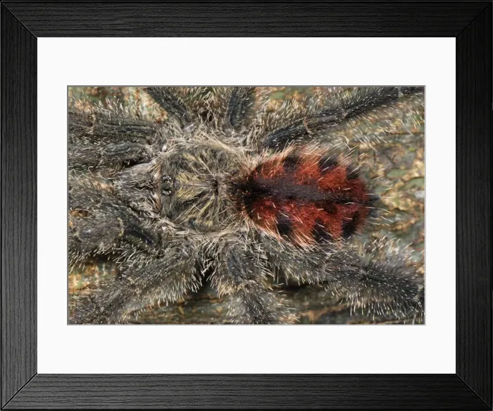 Framed Print : Tarantula / Bird Spider - Allpahuayo Mishana National Reserve - Iquitos - Peru Framed Print : Tarantula / Bird Spider - Allpahuayo Mishana National Reserve - Iquitos - Peru