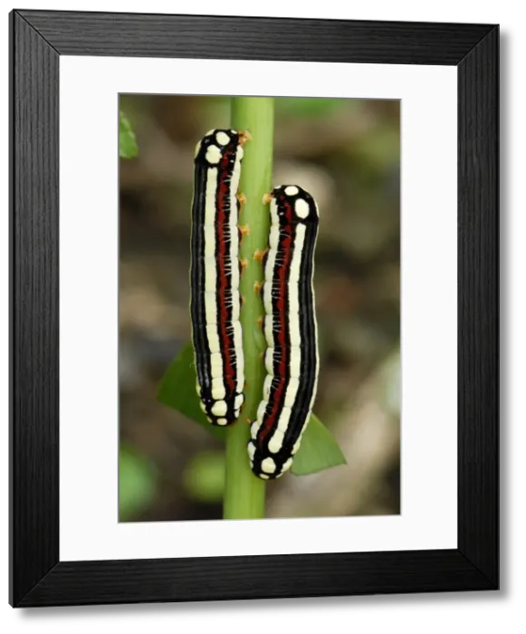 Framed Print : Moth caterpillars - ColUn - Departamento Putumayo - Colombia Framed Print : Moth caterpillars - ColUn - Departamento Putumayo - Colombia