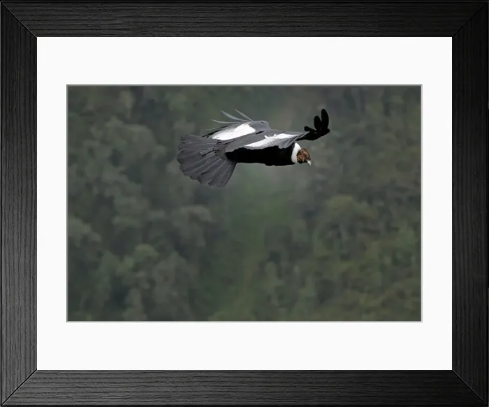 Framed Print : Andean Condor - male in flight - Purace Nationalpark - Departamento Cauca - Colombia Framed Print : Andean Condor - male in flight - Purace Nationalpark - Departamento Cauca - Colombia