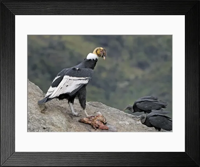 Framed Print : Andean Condor - male with prey - Purace Nationalpark - Departamento Cauca - Colombia Framed Print : Andean Condor - male with prey - Purace Nationalpark - Departamento Cauca - Colombia