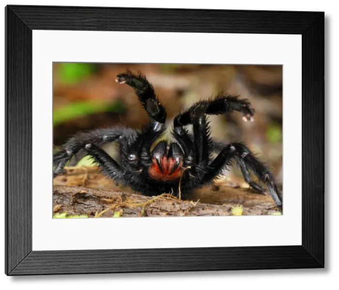 Framed Print : Tarantula / Bird Spider - defense posture - San Cipriano Reserve - Cauca - Colombia Framed Print : Tarantula / Bird Spider - defense posture - San Cipriano Reserve - Cauca - Colombia