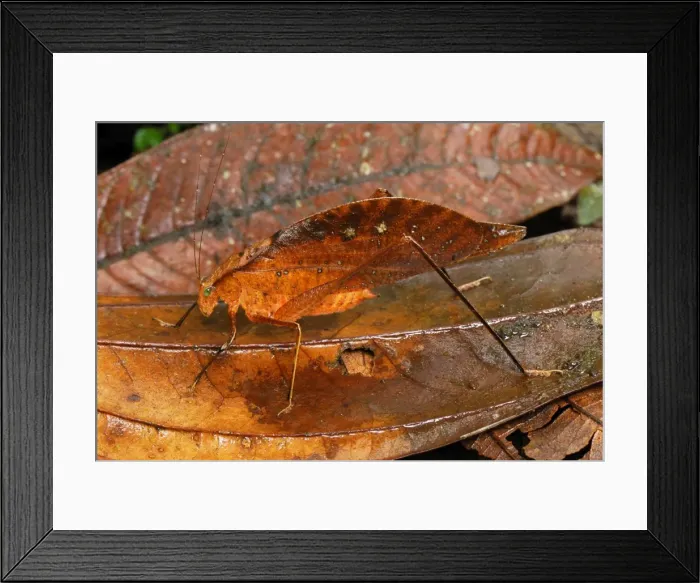 Framed Print : Leaf Katydid / Sylvan Katydid - San Cipriano Reserve - Cauca - Colombia Framed Print : Leaf Katydid / Sylvan Katydid - San Cipriano Reserve - Cauca - Colombia