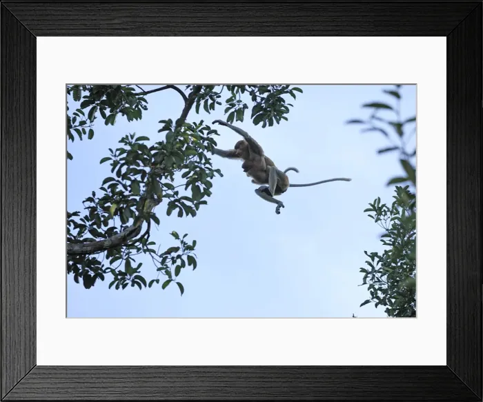 Framed Print : Proboscis Monkey - female with baby jumping - Tanjung Puting national park - Kalimantan - Indonesia - Sabah - Borneo - Malaysia Framed Print : Proboscis Monkey - female with baby jumping - Tanjung Puting national park - Kalimantan - Indonesia - Sabah - Borneo - Malaysia