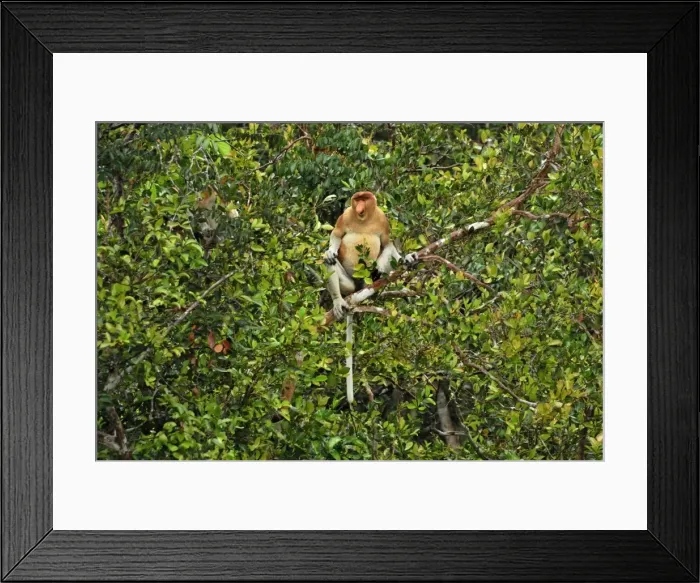 Framed Print : Proboscis Monkey - male - Tanjung Puting national park - Kalimantan - Indonesia - Sabah - Borneo - Malaysia Framed Print : Proboscis Monkey - male - Tanjung Puting national park - Kalimantan - Indonesia - Sabah - Borneo - Malaysia
