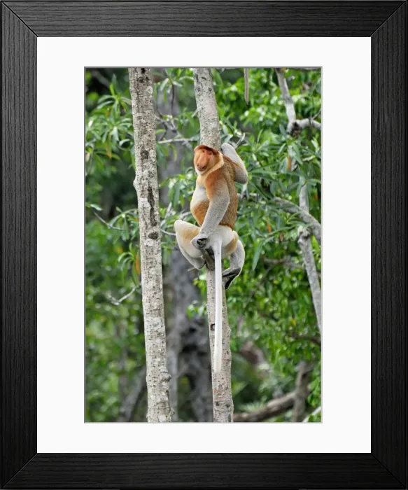 Framed Print : Proboscis Monkey - male - Tanjung Puting national park - Kalimantan - Indonesia - Sabah - Borneo - Malaysia Framed Print : Proboscis Monkey - male - Tanjung Puting national park - Kalimantan - Indonesia - Sabah - Borneo - Malaysia