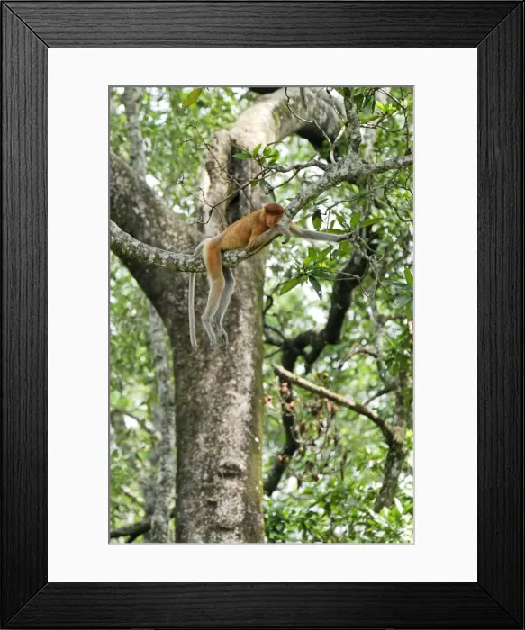 Framed Print : Proboscis Monkey - female resting - Tanjung Puting national park - Kalimantan - Indonesia - Sabah - Borneo - Malaysia Framed Print : Proboscis Monkey - female resting - Tanjung Puting national park - Kalimantan - Indonesia - Sabah - Borneo - Malaysia