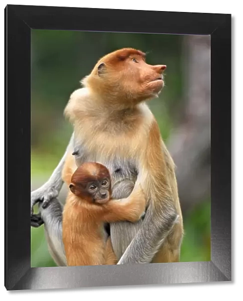 Proboscis Monkey - with baby - Kinabatangan river - Sabah - Borneo - Malaysia - Sabah - Borneo - Malaysia