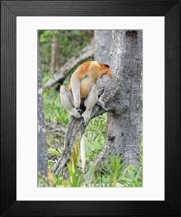 Framed Print : Proboscis Monkey - male with mouth open - Kinabatangan river - Sabah - Borneo - Malaysia - Sabah - Borneo - Malaysia Framed Print : Proboscis Monkey - male with mouth open - Kinabatangan river - Sabah - Borneo - Malaysia - Sabah - Borneo - Malaysia