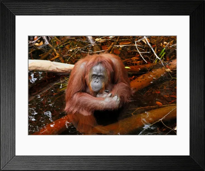 Framed Print : Borneo Orang utan - female - Camp Leaky - Tanjung Puting N. P. - Kalimantan / Borneo - Indonesia Framed Print : Borneo Orang utan - female - Camp Leaky - Tanjung Puting N. P. - Kalimantan / Borneo - Indonesia