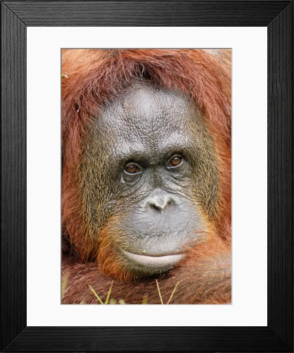 Framed Print : Borneo Orang utan - female - Camp Leaky - Tanjung Puting N. P. - Kalimantan / Borneo - Indonesia Framed Print : Borneo Orang utan - female - Camp Leaky - Tanjung Puting N. P. - Kalimantan / Borneo - Indonesia