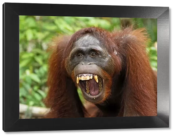 Borneo Orang utan - with mouth wide open - Camp Leaky - Tanjung Puting N. P. - Kalimantan / Borneo - Indonesia