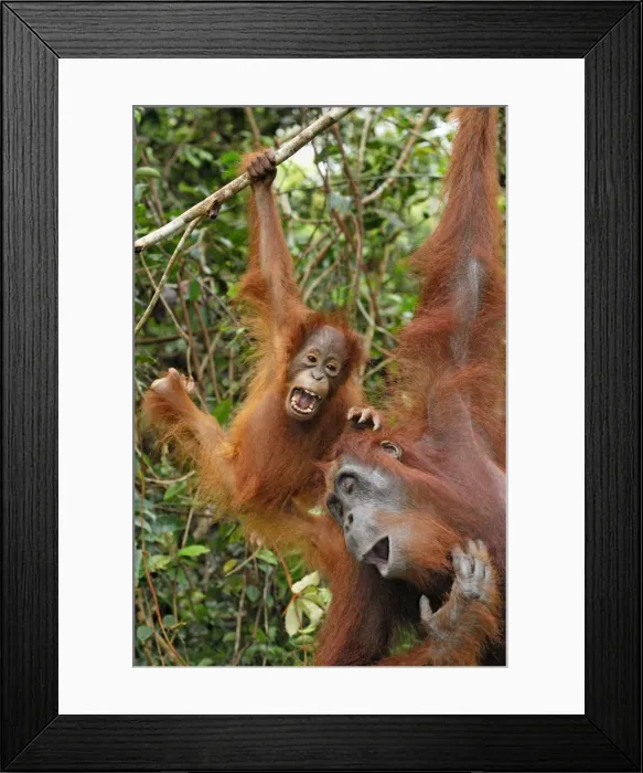Framed Print : Borneo Orang utan - female with baby - Camp Leaky - Tanjung Puting N. P. - Kalimantan / Borneo - Indonesia Framed Print : Borneo Orang utan - female with baby - Camp Leaky - Tanjung Puting N. P. - Kalimantan / Borneo - Indonesia