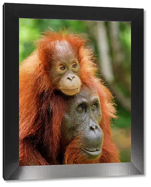 Borneo Orang utan - female with baby - Camp Leaky - Tanjung Puting N. P. - Kalimantan / Borneo - Indonesia