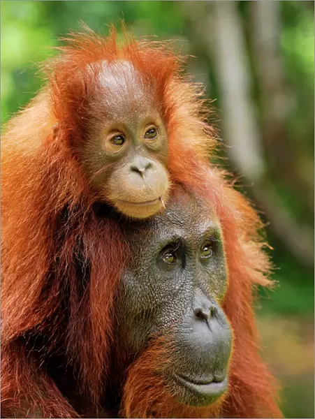 Borneo Orang utan - female with baby - Camp Leaky - Tanjung Puting N. P. - Kalimantan / Borneo - Indonesia